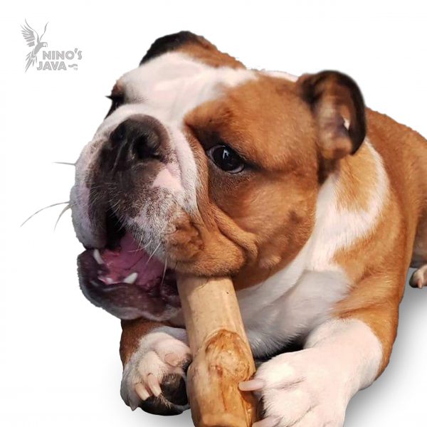 Tuff-Chew-Bulldog-background-removed-and-watermark-incl